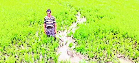 పంట పొలాలపై  ఏనుగుల దాడి 
