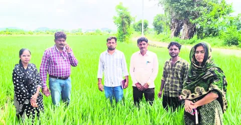 నాణ్యమైన విత్తనంతో అధిక దిగుబడి 