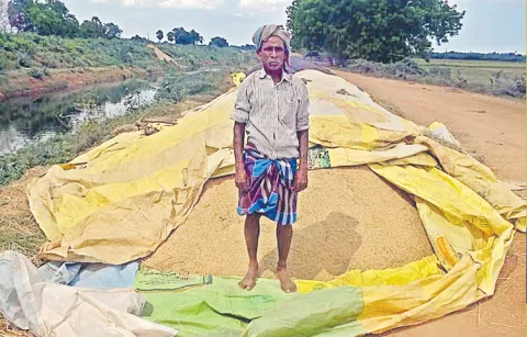 Kharif paddy harvesting begins in Nellore