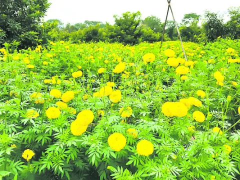 పూల సాగు.. ఆదాయం బాగు..