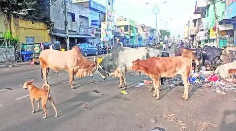 వేధిస
