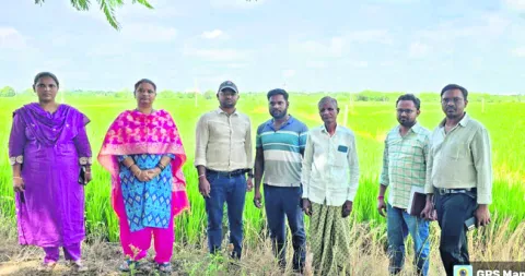 వరిలో