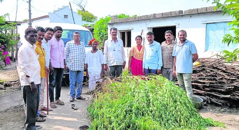 గంజాయి మొక్కలు పట్టివేత