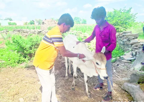 ‘లంపీ