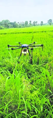 వరి పంటపై తెగుళ్ల దాడి