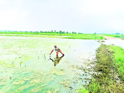 మునిగిన పంట పొలాలు
