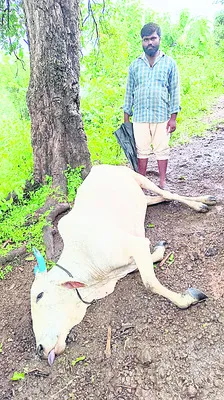 పిడుగ
