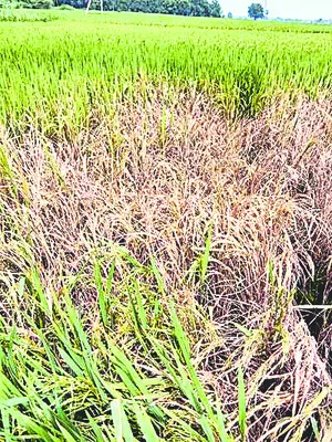 సుడి దోమతో జాగ్రత్త 