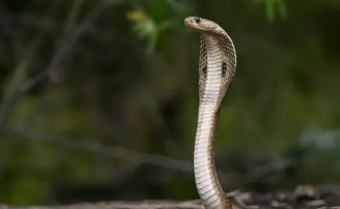 Dowry dispute: Woman locked in room by in-laws and unleash poisonous snake on her