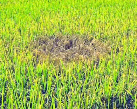తెగులు.. దిగులు! 