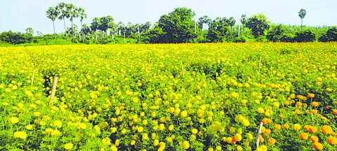 బంతి 