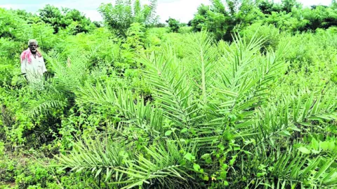 ఈత వన