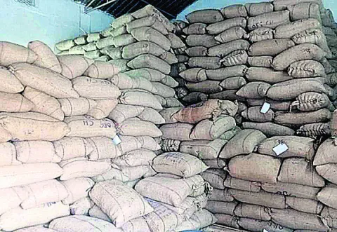 గోదాంలో మూలుగుతున్న 500 టన్నుల కాఫీ 