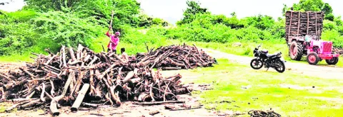 చెట్లు నరికి అక్రమంగా తరలింపు