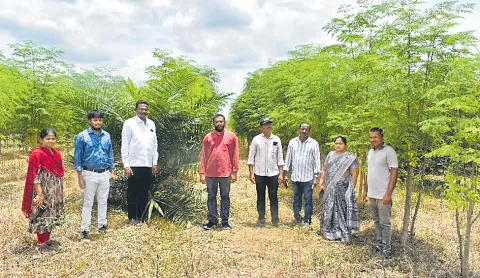 Sagubadi: Drumstick crop cultivation is a Profitable opportunity to farmers