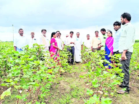డ్రాగన్‌ ఫ్రూట్‌ సాగుతో లాభాలు