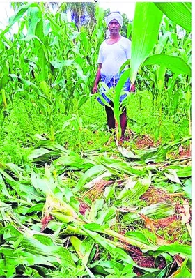 ఎలుగుబంటి దాడితో మొక్కజొన్న పంట ధ్వంసం
