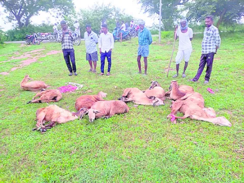 యాదాద్రి జిల్లాలో గొర్రెల చోరీ