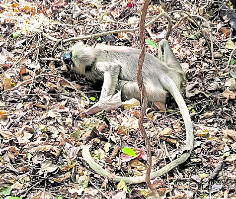 వేటగా