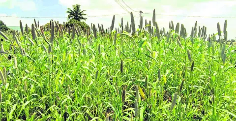 సంక్షోభంలో సజ్జ సాగు 