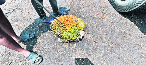 గెలల తరుగులో వివక్ష ?