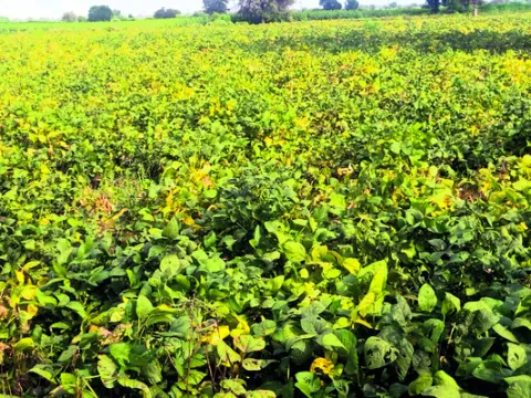 సోయాపై రైతుల్లో ఆశలు!