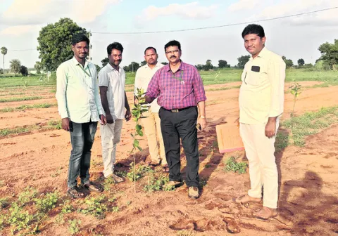 పండ్ల తోటలను సంరక్షించుకోవాలి 