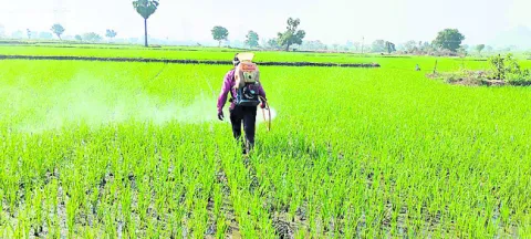 విచ్చలవిడిగా ఎరువుల వినియోగం