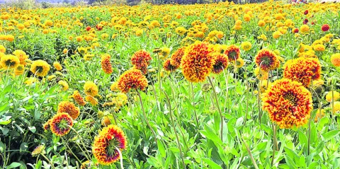 బతుకమ్మ బతుకుదెరువైంది