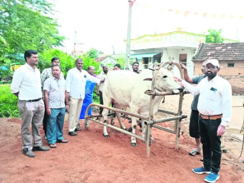 పశువుల షెడ్లు శుభ్రంగా ఉంచాలి 