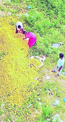 రెక్కలు విరిగిన పూలు