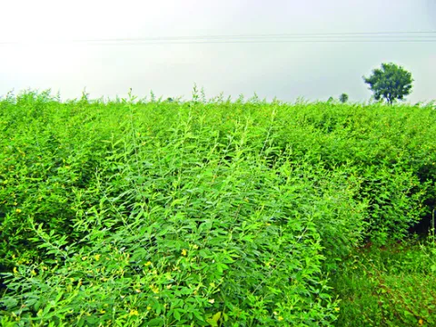 ప్రధాన పంటగా కంది 