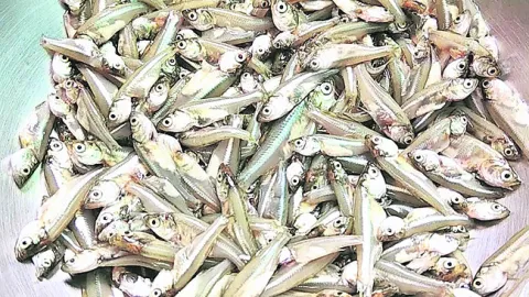 చేప పిల్లల ధరలు ఖరారు