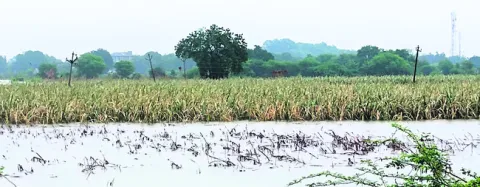 తెరిప