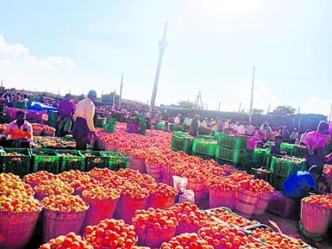 టమాట ధర మరింత పతనం