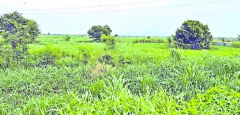 పశుపోషకుల పరిస్థితి దయనీయం.. 