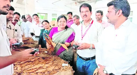 పరిమితి మేరకు వర్జీనియా సాగు చేయాలి 