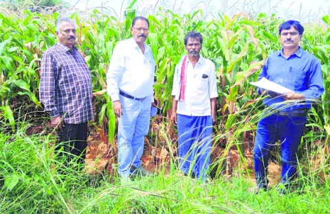 ‘ఈ–క్రాప్‌’ నమోదు  వేగవంతం చేయండి 