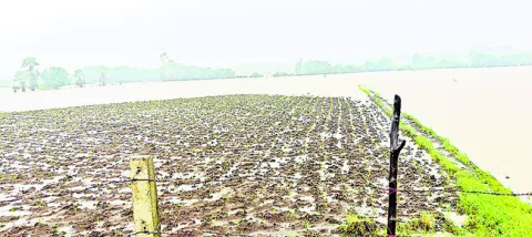 వదలని ముసురు 