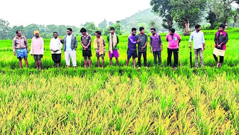 వరి సాగుపై రైతులకు సూచనలు