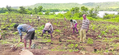 9శాఖలు 0 మొక్కలు