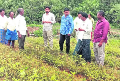 వరిలో