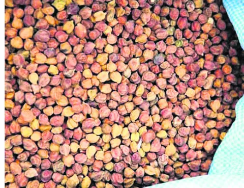 పప్పుశనగ కేటాయింపులకు కత్తెర 