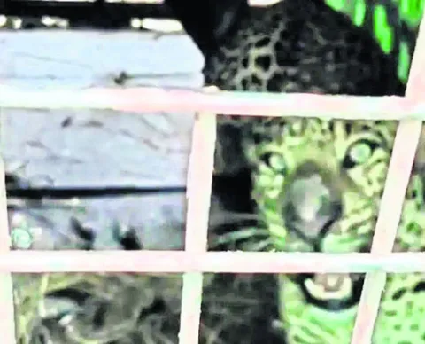 పీజీల