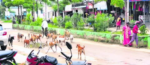 కుక్క