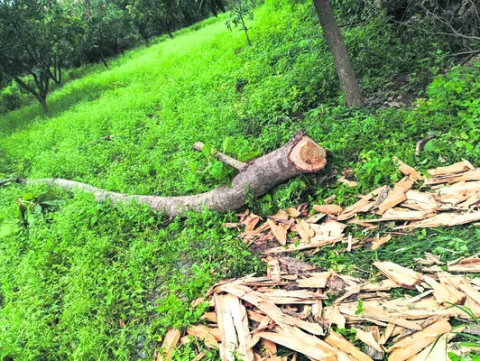 టేకు చెట్ల నరికివేత