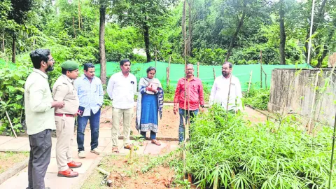 వెదురు సాగు లాభదాయకం 