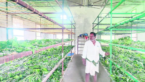 ‘పట్ట