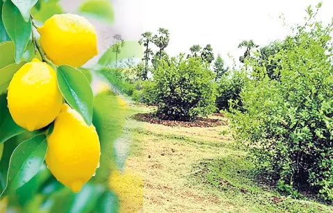 Lemon prices remain unchanged