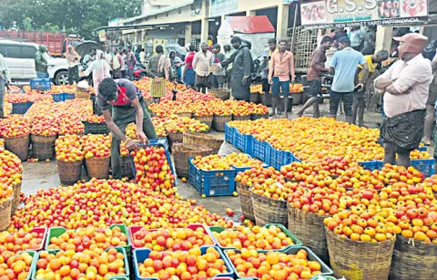 Tomato prices have fallen sharply for a week